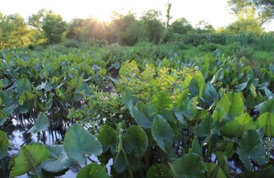 Bank Credits Sollog8